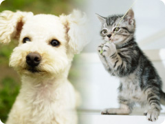 ペットショップマーチの子犬・子猫たち