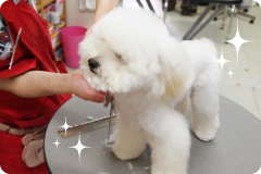 犬のトリミング