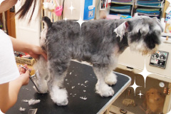 犬のトリミング