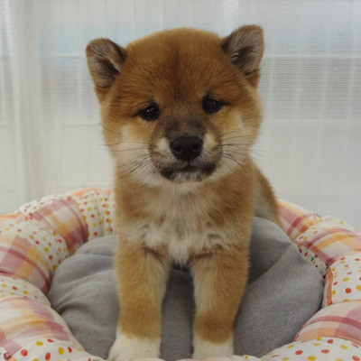 柴犬Photo1