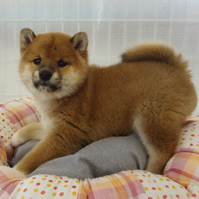 柴犬Photo3
