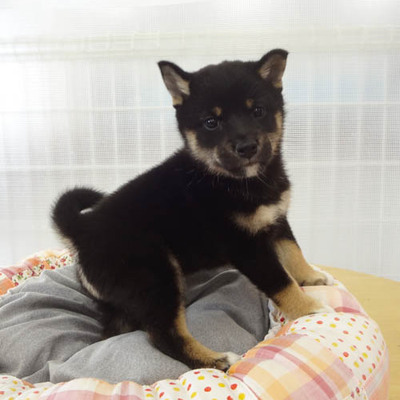 柴犬Photo2