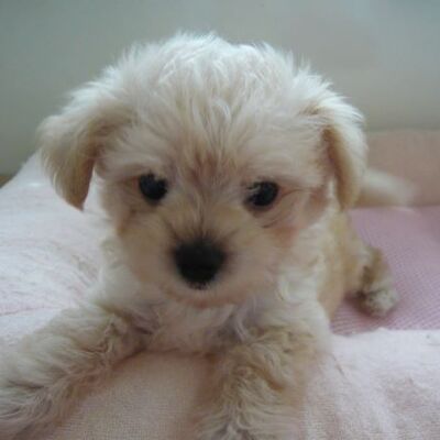 MIX犬(Tプ－✕チワワ）Photo2