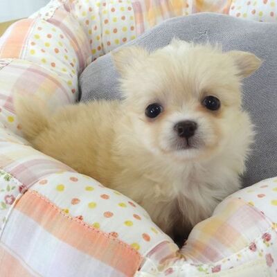 チワワPhoto1