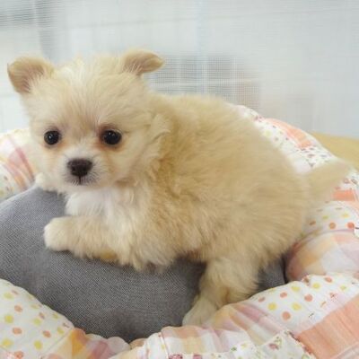 チワワPhoto3