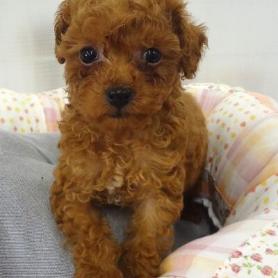 トイプードルPhoto1