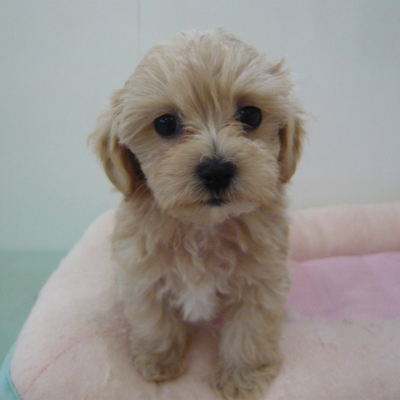 MIX犬(マル✖Tプ－)Photo1