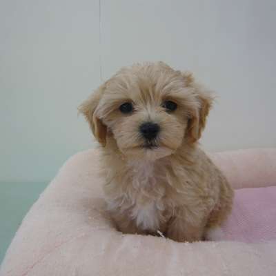 MIX犬(マル✖Tプ－)Photo2