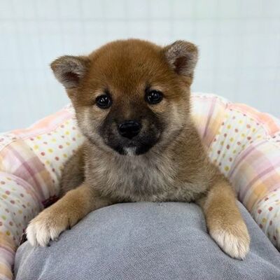 柴犬Photo1