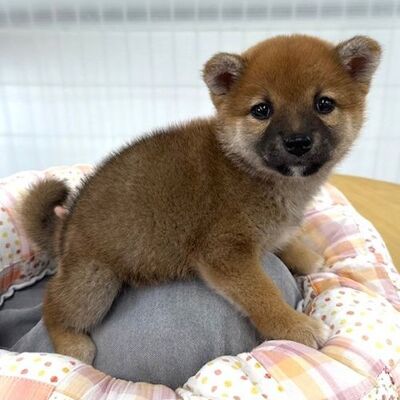 柴犬Photo2