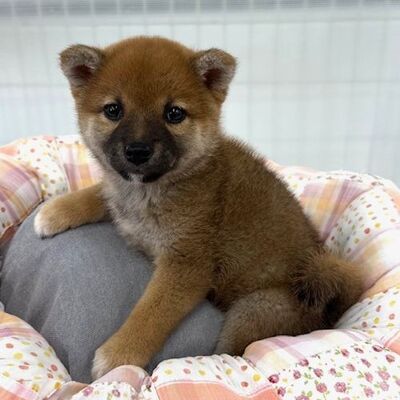 柴犬Photo3
