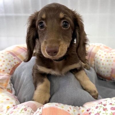 ミニチュア・ダックスフンドPhoto1