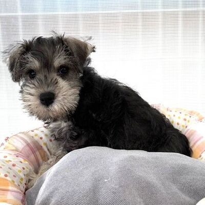 ミニチュア・シュナウザーPhoto3
