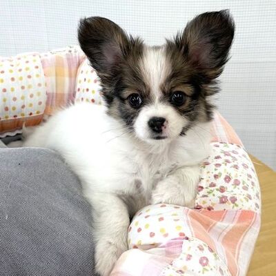 MIX(チワワ×パピ)Photo1