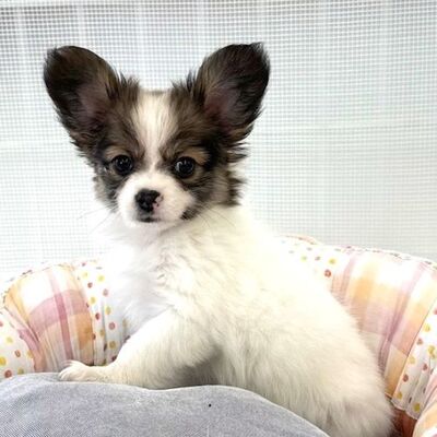 MIX(チワワ×パピ)Photo2