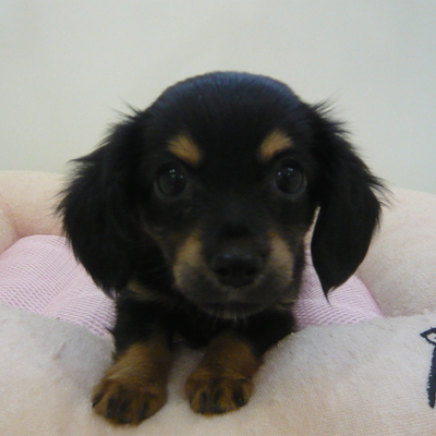 MIX犬（ﾁﾜﾜ×Kﾀﾞｯｸｽ）Photo1