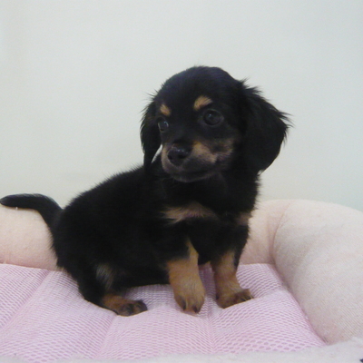 MIX犬（ﾁﾜﾜ×Kﾀﾞｯｸｽ）Photo2