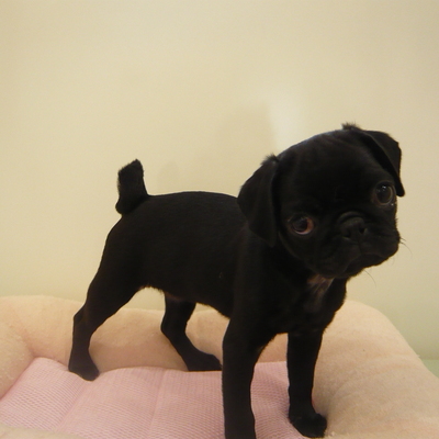 パグPhoto2