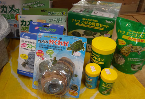 小動物 カメ飼いませんか? - スタッフブログ | ペット販売富山 小動物 カメ飼いませんか? - スタッフブログ | ペット販売富山