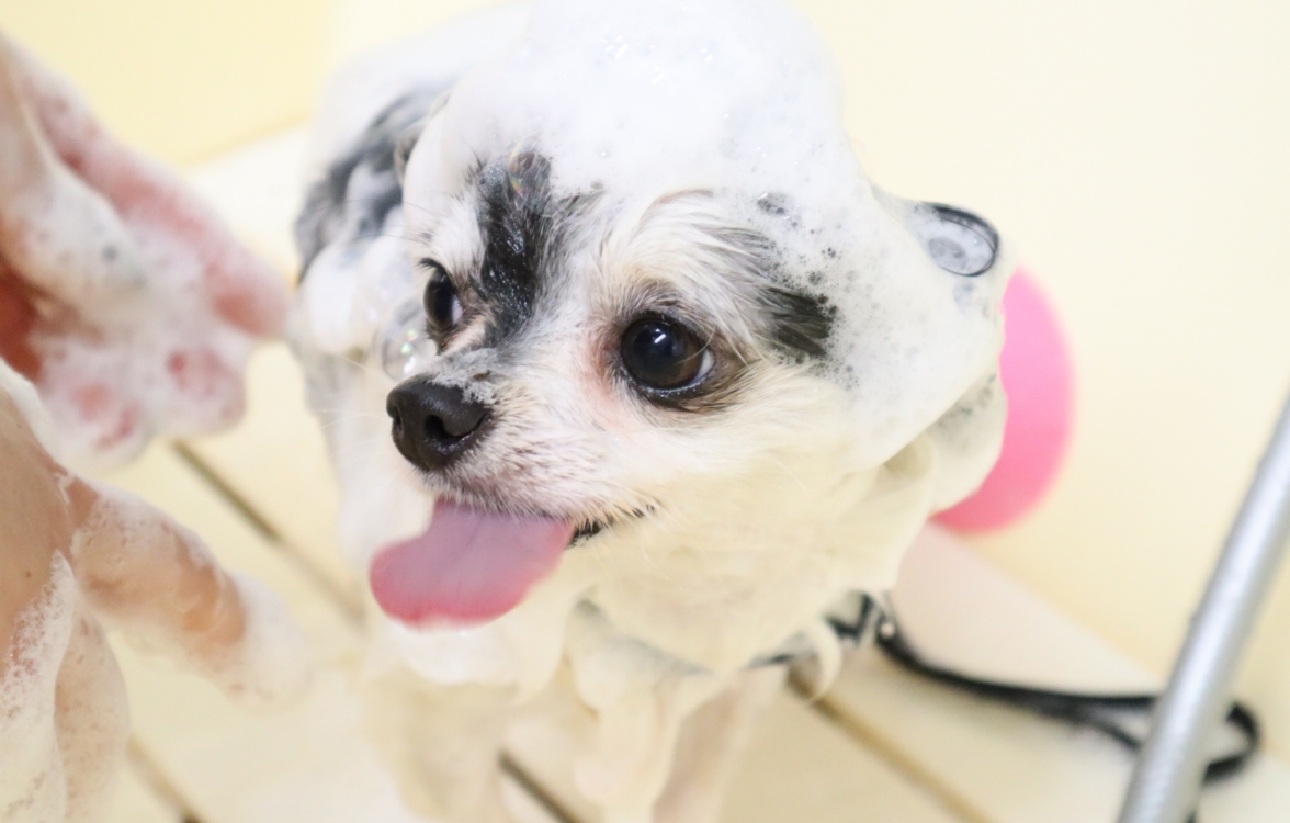 わんちゃんの個性を大切にしながら、飼い主さまと一緒に楽しく学び、健やかな成長をサポートします。​​​​​​​