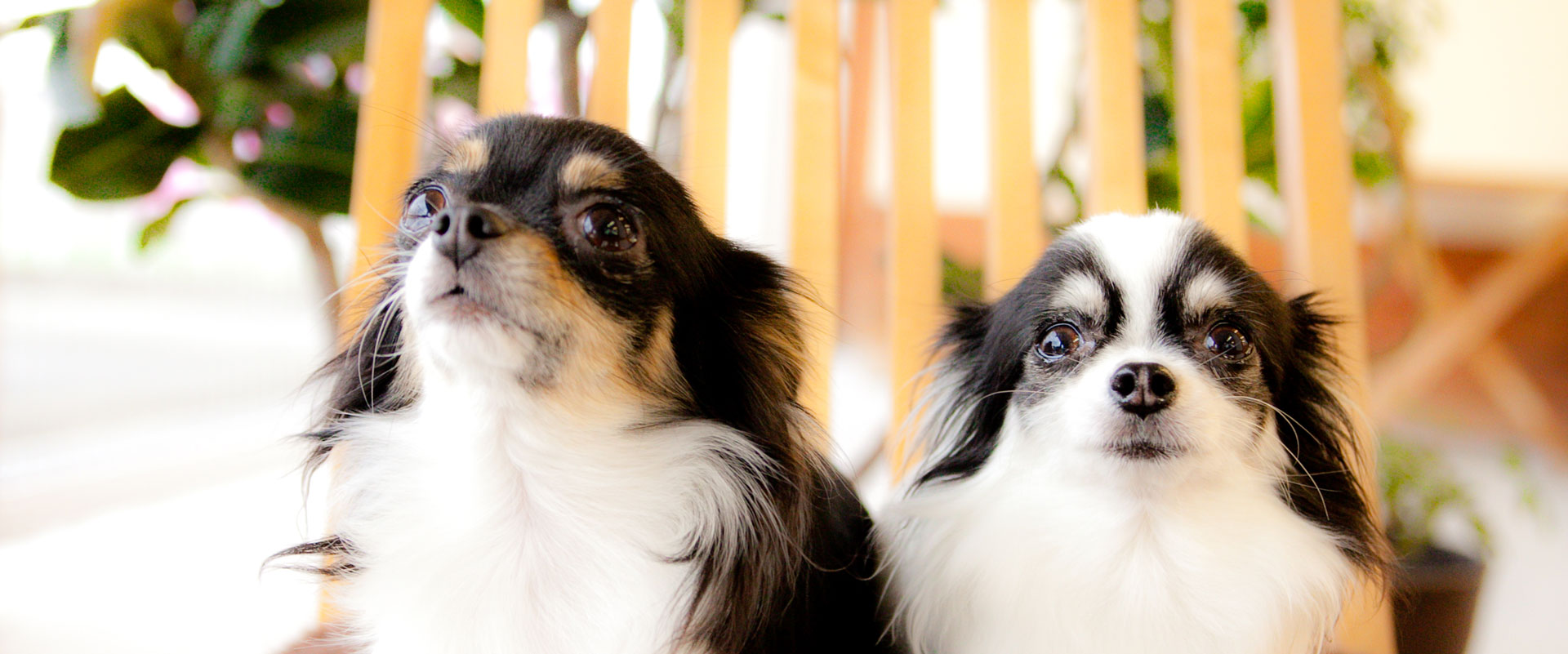 犬
