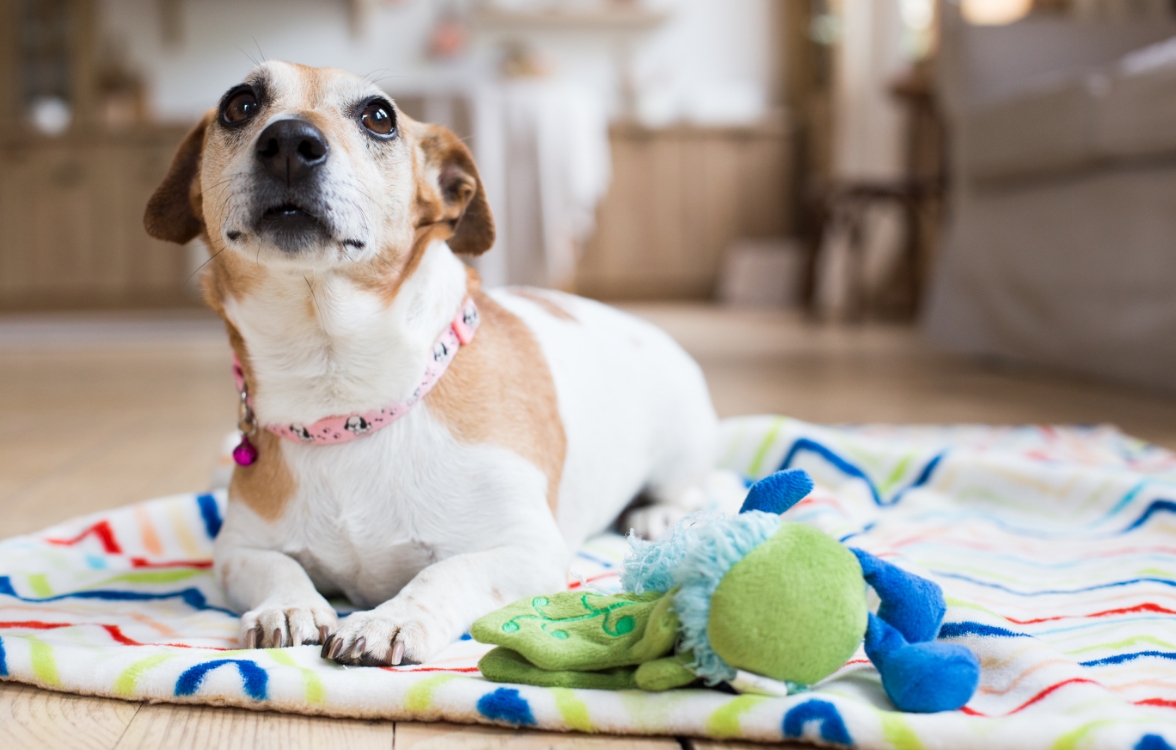 わんちゃんの個性を大切にしながら、飼い主さまと一緒に楽しく学び、健やかな成長をサポートします。​​​​​​​