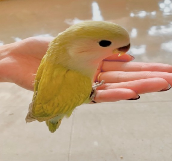 ペットフード・おやつ