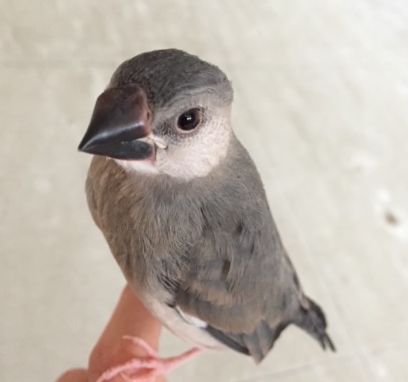 ペットフード・おやつ