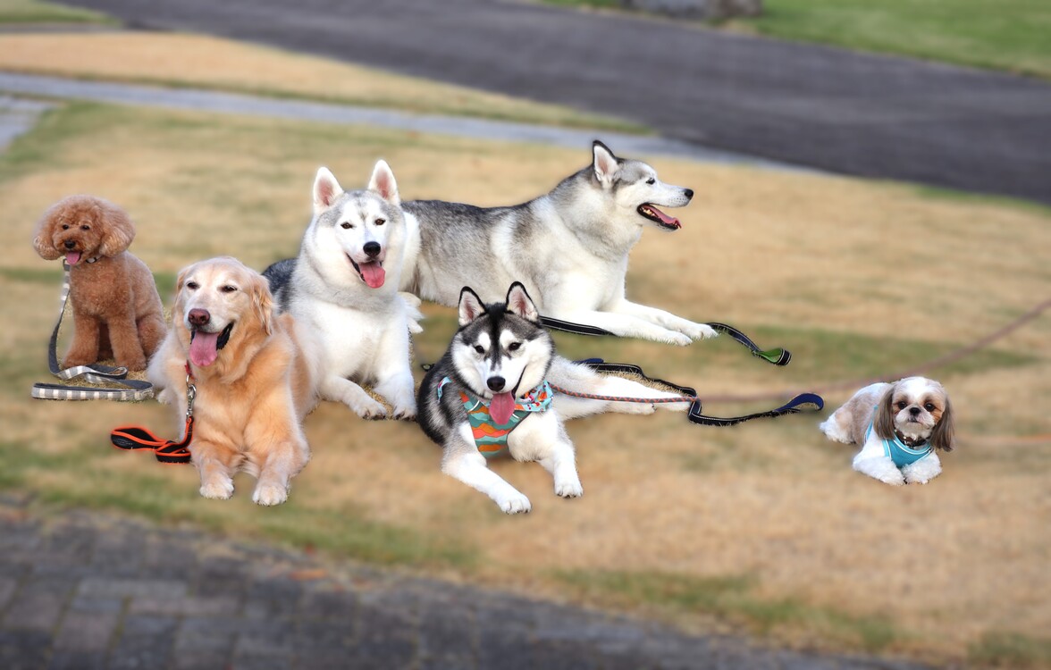 わんちゃんの個性を大切にしながら、飼い主さまと一緒に楽しく学び、健やかな成長をサポートします。​​​​​​​