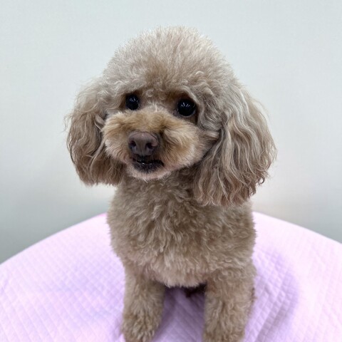 犬