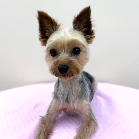 犬