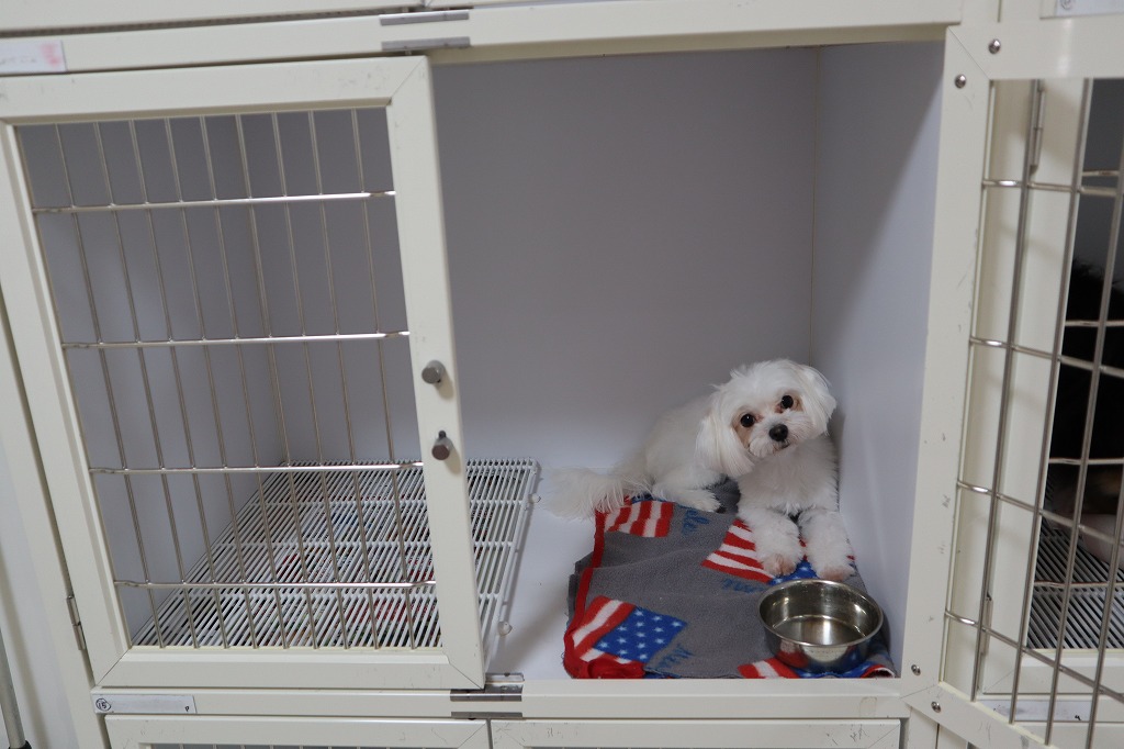 犬