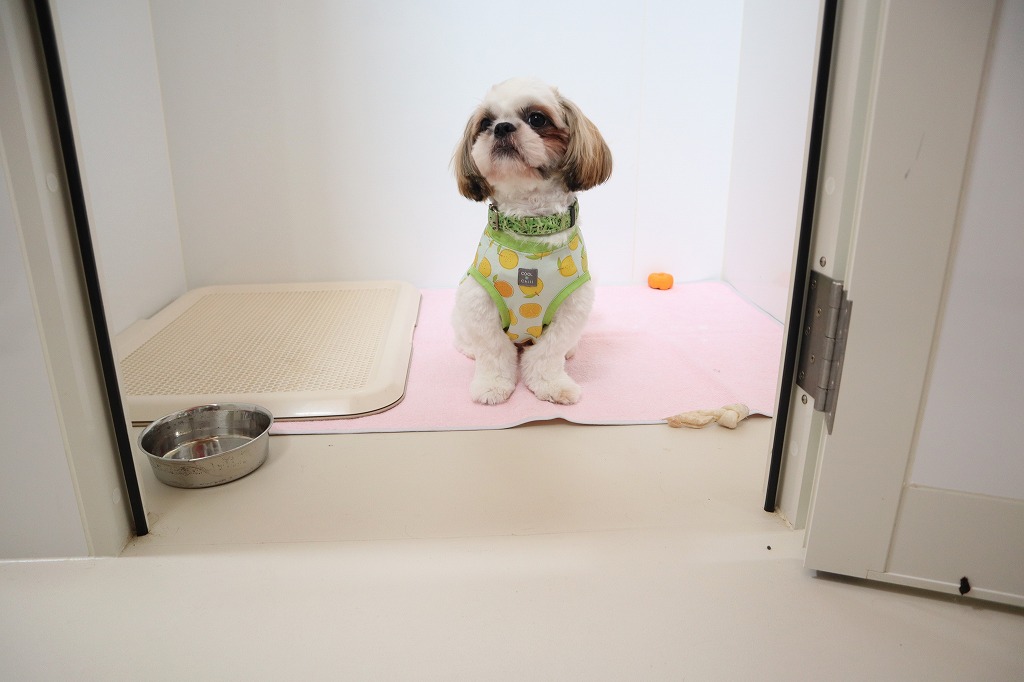 犬